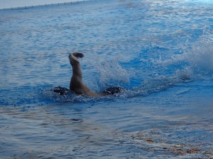 水泳部部長による泳ぎ初め