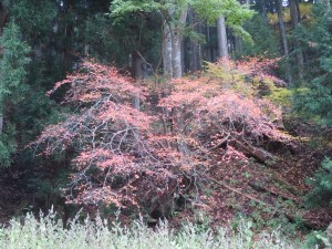 紅葉がきれいな時期でした