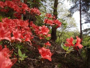 ツツジの群生地を通過しました