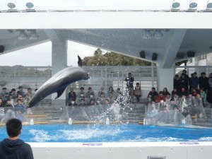 水族館ではイルカショーを多くの生徒が楽しみました