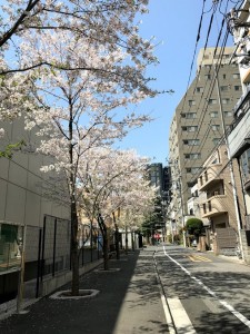 桜