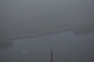 ２日目、朝日は見えないものの、霧の向こうに野鳥の水浴びを見られました
