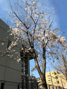 桜正門の
