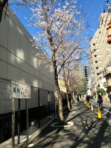 満開の桜