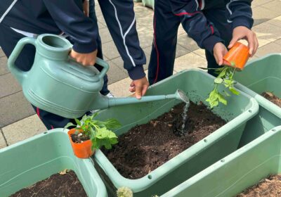 土に水を含ませながら、苗を植えていきます。