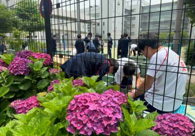 唐辛子を植えている広場の隣では、紫陽花がたくさん花をつけています。