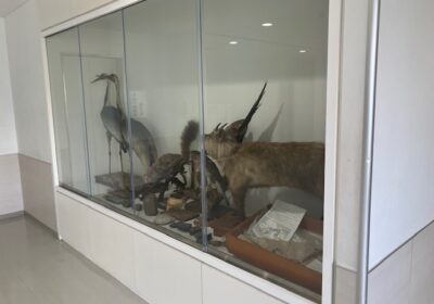 こちらは、常設の動物の標本です。