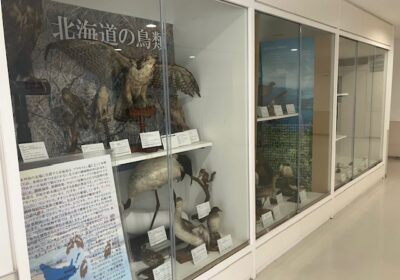今は「北海道の鳥類」というテーマで展示されています。