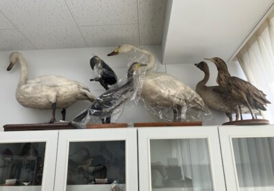 標本室の中です。棚の上には、大型の鳥類の標本が置かれています。