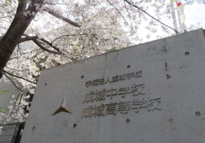正門の桜