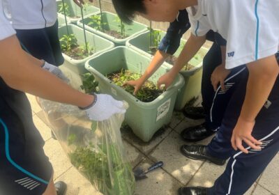 ひとまず、土が見えるように、草を取り除きます。
