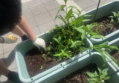時々、道で見かける植物ですね。