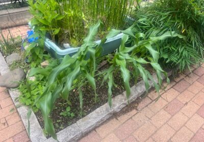 なぜか、トウモロコシが植わっています。この後、かなりの背丈になってしまいそうです。