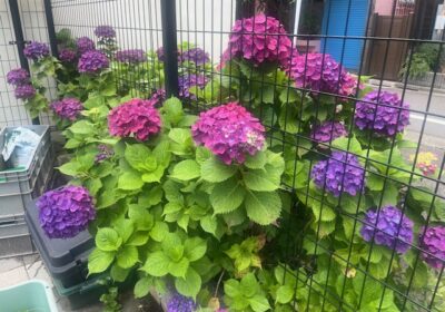 ３年前に植えたアジサイも見頃になっています。道を行く保育園児たちがアジサイの花をよく見に来てくれます。