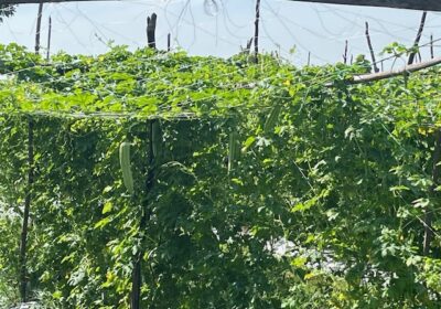 このように、ゴーヤのようなウリ科の植物を育てています。