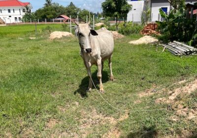 多くの農家では、牛を飼っているそうです。