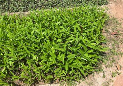 カンボジアの雨季は、水が豊富なので、様々な野菜を育てることができます。