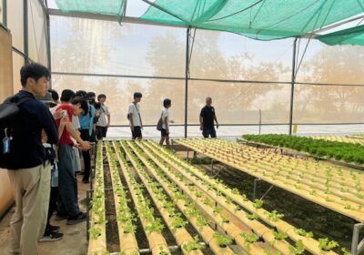 ビニールハウスのような施設の中では、たくさんの葉物野菜が水耕栽培によって、育てられていました。