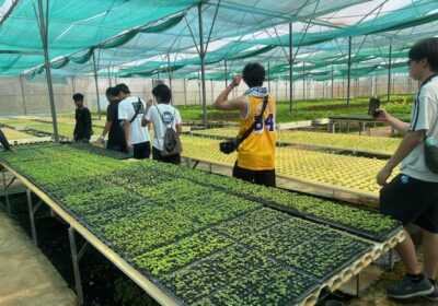 気温が高いので、ビニールで覆う必要はなく、虫よけのために、網で全体が覆われています。