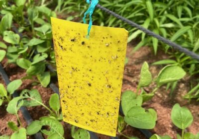 土への直植えは、害虫対策が必要ですね。ハエ取りシート？がぶら下がっていました。