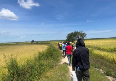 地平線の向こうまで、すべて水田です。