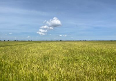 地平線の向こう側が湖です。今も水位が上がってきていて、目に見えるスピードで湖の面積が広がっているようです。