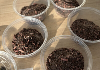 赤紫蘇はカリカリ干しで「ゆかり」に変身。