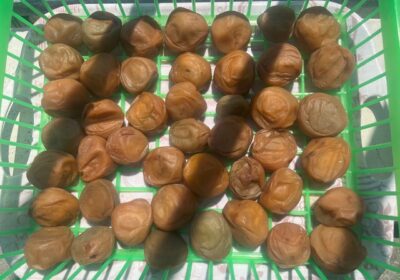 影の濃さから太陽の強さが分かりますね。