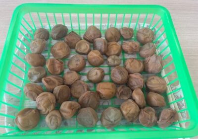 天日干しの準備です。3日間いってらっしゃい。