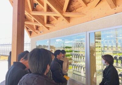 水耕栽培によるレタス工場