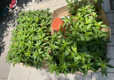 内藤とうがらしの苗です。