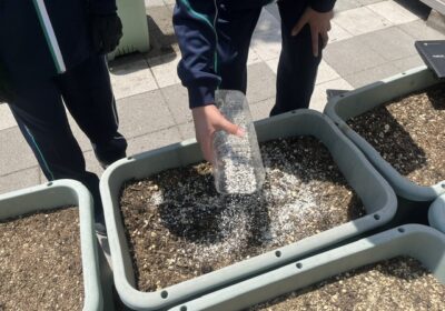 土の中に、化成肥料を追加して、たくさん実がなるようにします。