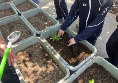 プランターの端に植えているのは、反対側に別の植物を植えるためです。