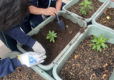 唐辛子を植える位置も班ごとに工夫しています。