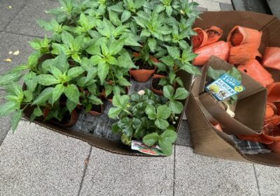 班によっては、メロンを植えていました。これは、楽しみですね。