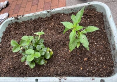 この班は、イチゴを一緒に植えていました。