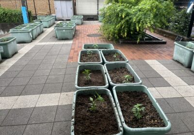 全ての班が植え終わりました。大きくなるのが楽しみです。