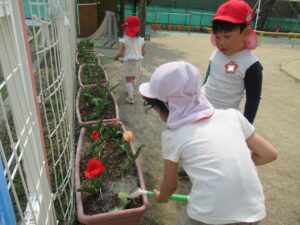 チューリップ🌷が咲き始めました！