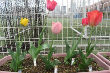 チューリップが咲きました🌷